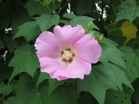 Hibiscus lavateroides