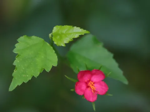 Hibiscus phoeniceus