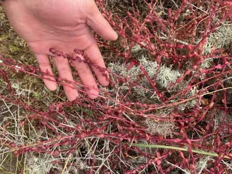 Aphanisma