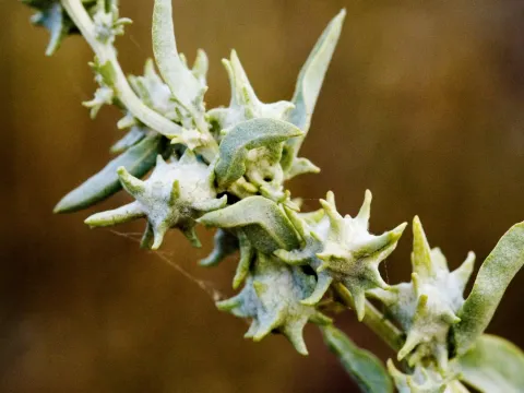 Spinyfruit saltbush