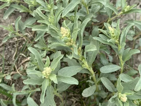 Gardner's saltbush