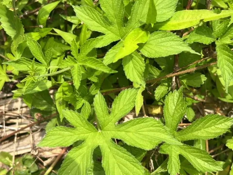 Japanese hop