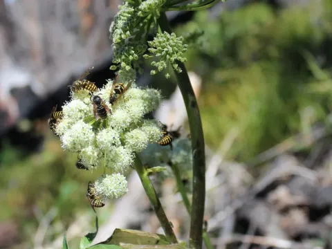 Angelica genuflexa