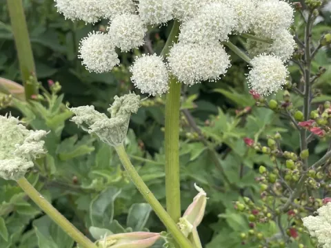 Henderson's Angelica