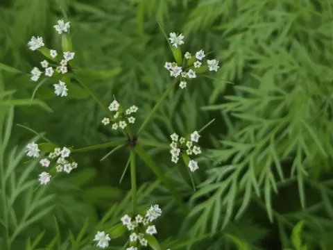Trepocarpus