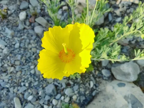 Хуннеманния