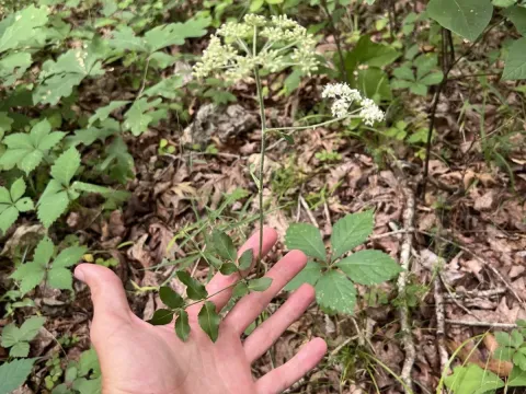 Hairy angelica