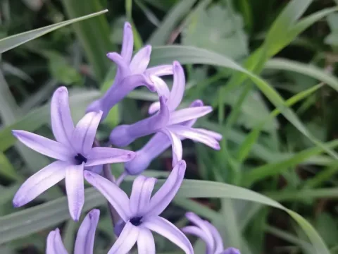 Hyacinth