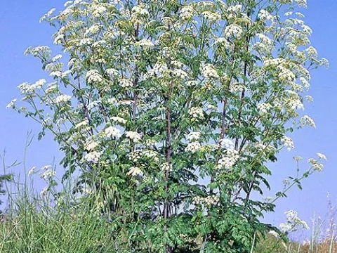 Фурнрория