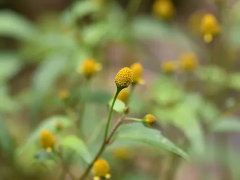 Acmella uliginosa