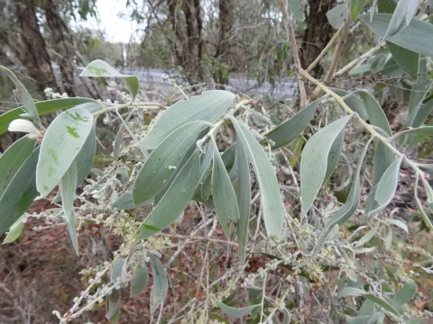 Melaleuca dealbata