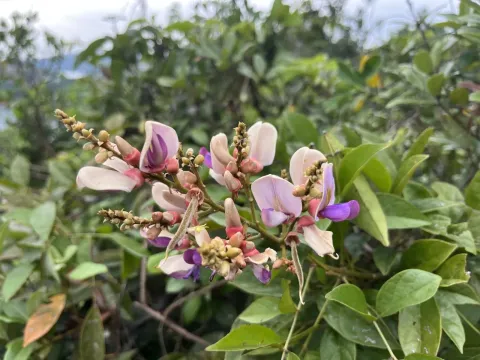 Callerya