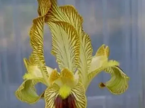 Iris meda
