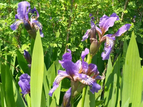 Iris alberti