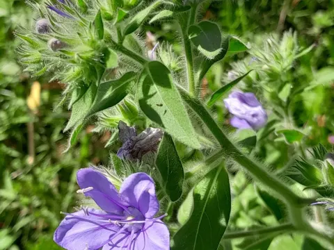 Hydrolea
