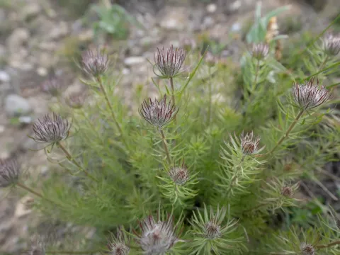 Bungea