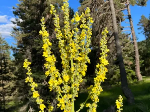 Armenian Mullein