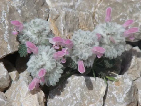 Lamium eriocephalum