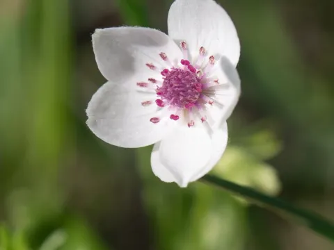 Anemone tschernaewii