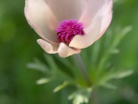 Anemone bucharica