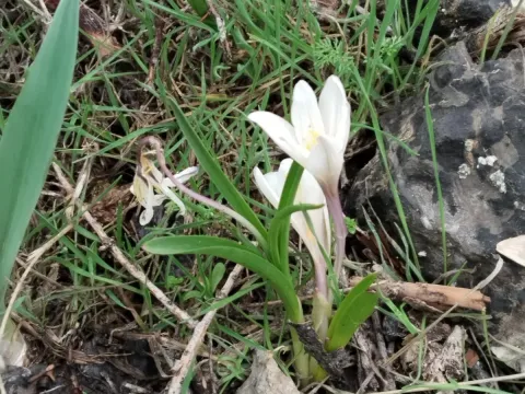 Kesselring's Meadow Saffron
