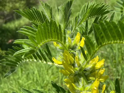 Astragalus sieversianus