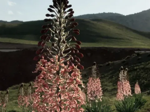 Eremurus albertii