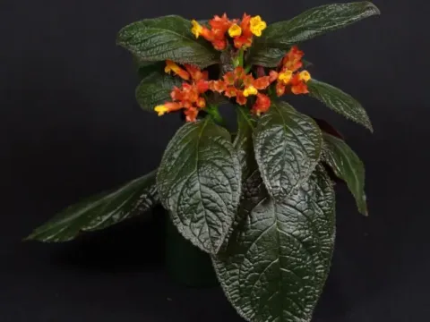 Chrysothemis