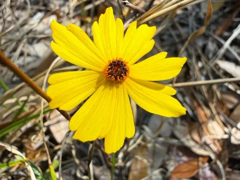 Coreopsis leavenworthii