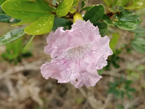 Bahamian trumpet tree
