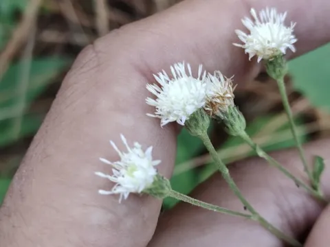 Archibaccharis