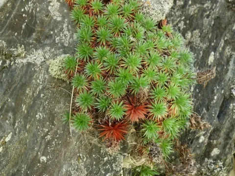 Saxifraga ruprechtiana