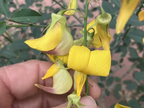 Laburnum-leaved crotalaria