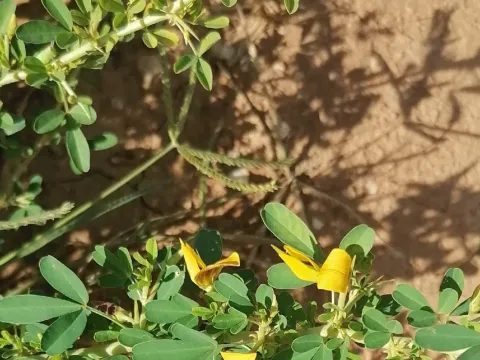 Crotalaria aculeata