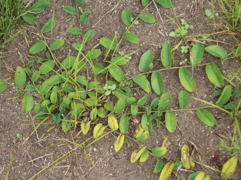 Indigofera drepanocarpa