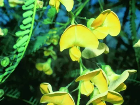 Sesbania macrantha