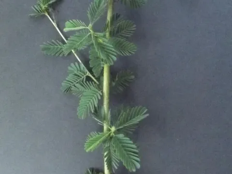 Aeschynomene abyssinica
