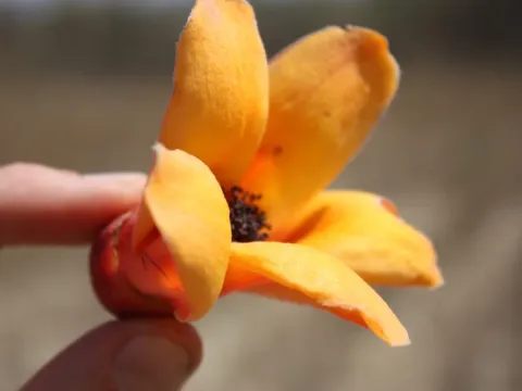 Bombax costatum