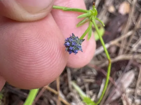 Baldwin's eryngo