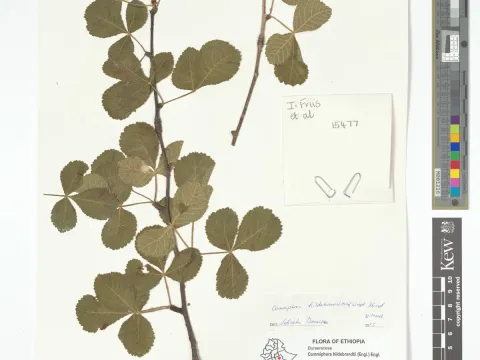 Commiphora hildebrandtii