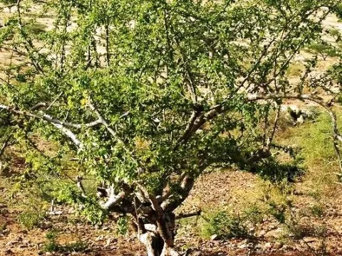 Commiphora pedunculata