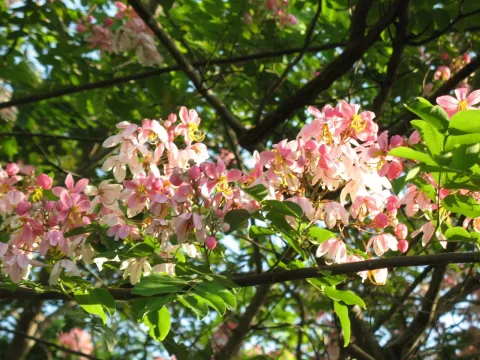 Кассия Манна