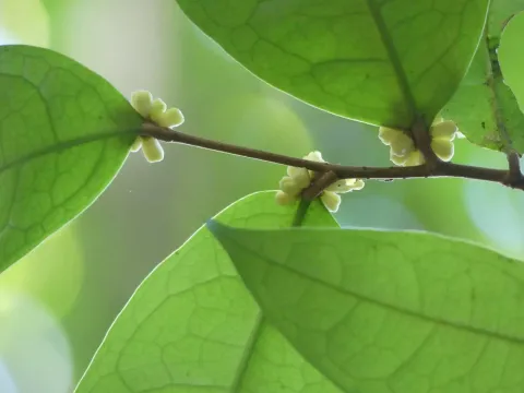 Tapura