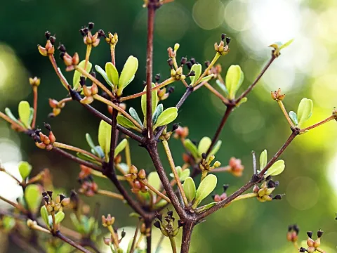 Terminalia spinosa