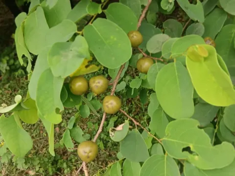 Cleistanthus