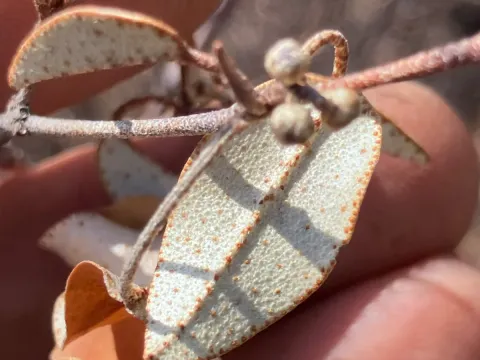 Croton pseudopulchellus