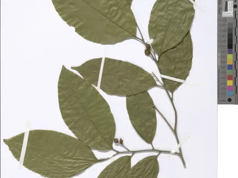 Celtis zenkeri