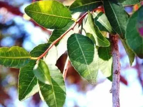 Phyllanthus ovalifolius