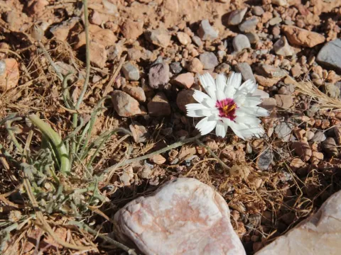 Catananche arenaria