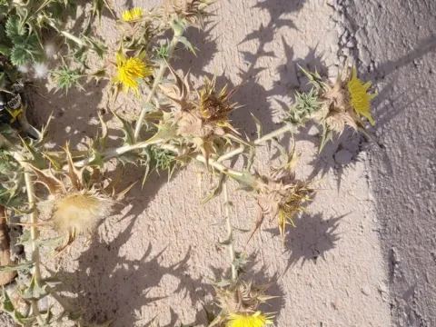 Atractylis babelii